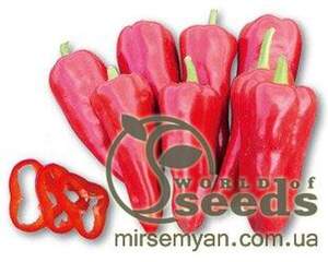 Перець Самандер (3109РР) F1 1000 нас. (Nunhems)