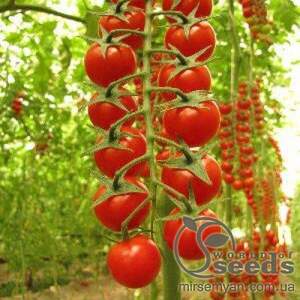 Томат «Сомма» F1 5000 семена Нунемс (Nunhems)