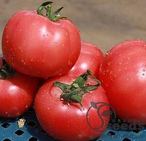 Томат 