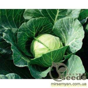 Капуста білокачанна рання 