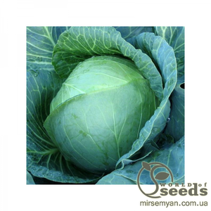 Капуста білокачанна для заощадження Саратога F1 2500 с. Бейо (Bejo)