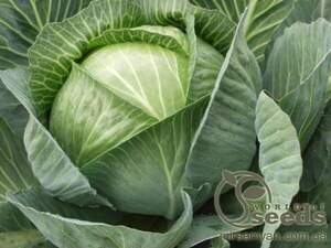 Капуста білокачанна середньорання 