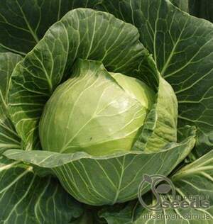 Капуста білокачанна рання 