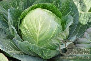 Капуста Секома  F1 2500 нас.  (Rijk Zwaan)