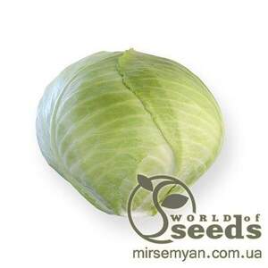 Капуста білокачанна пізня Анкома F1 10 000 с. Рік Цван, (Rijk Zwaan)