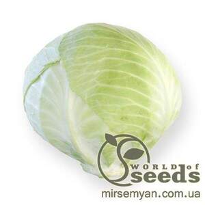 Капуста білокачанна пізня 