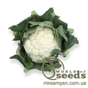 Капуста цвітна 