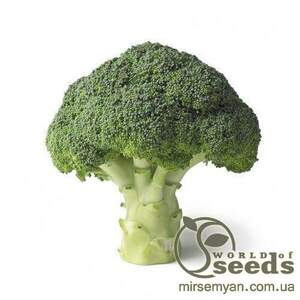 Капуста броколі 