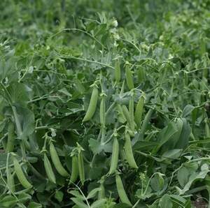 Горох цукровий Шугар Флеш  100 000н. , Syngenta