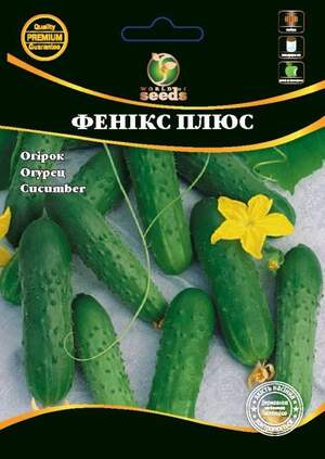 Огірок Огірок