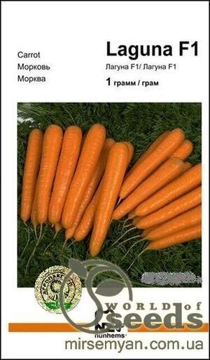 Морква Морква