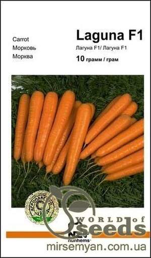 Морква Морква