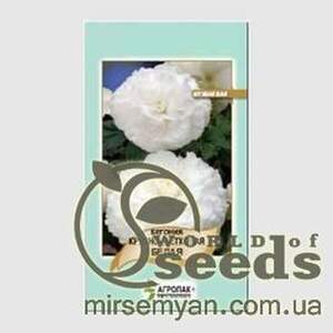 Бегонія крупноквіткова (біла), 20 насінин А
