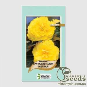 Бегонія крупноквіткова (жовта), 20 насінин А