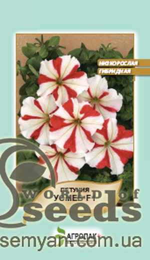 Петунія гібридна крупноквіткова, низькоросла Петунія гібридна крупноквіткова, низькоросла