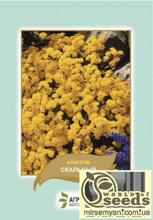 Насіння алісум Насіння алісум
