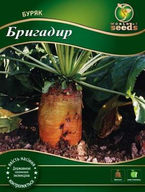 Насіння буряка кормового Насіння буряка кормового