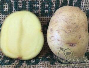 Семенной сорт картофеля 