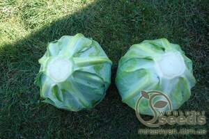 Капуста білокачанна пізня, 