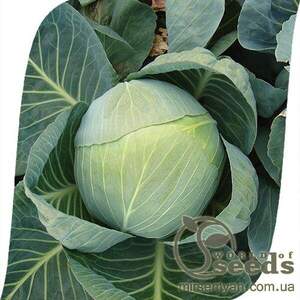 Капуста білокачанна 
