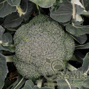 Стромболі F1 1000 насінин капусти брокколі ранньої (Hazera)