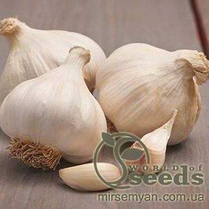 Часник озимий Месідор / Messidor,  0,2 кг (Netherlands)