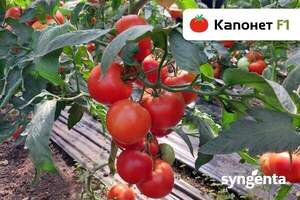 Томат Капонет F1 (913032) 500 нас, (Syngenta) Томат Капонет F1 (913032) 500 нас, (Syngenta)