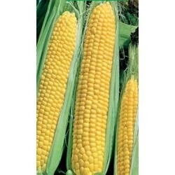 Кукурудза цукрова GH 2042 F1 100000 насінин (Syngenta)