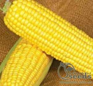 Кукурудза цукрова GSS 1453 F1 100000 насінин (Syngenta) Кукурудза цукрова GSS 1453 F1 100000 насінин (Syngenta)