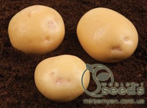 Насіннєвий сорт картоплі Насіннєвий сорт картоплі
