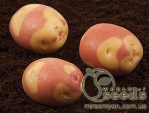 Насіннєвий сорт картоплі Насіннєвий сорт картоплі