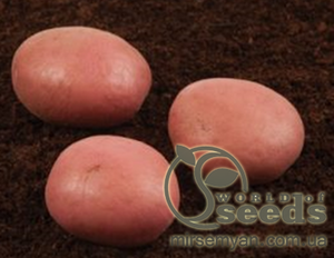 Насіннєвий сорт картоплі Насіннєвий сорт картоплі