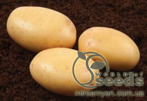 Насіннєвий сорт картоплі Насіннєвий сорт картоплі