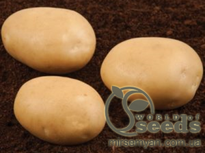 Насіннєвий сорт картоплі Насіннєвий сорт картоплі