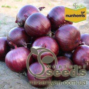 Цибуля Цибуля