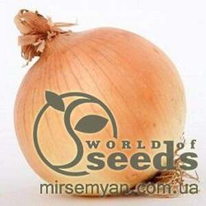 Цибуля Цибуля