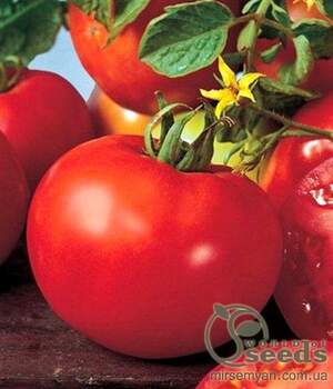 Томат «МАЙСАЛУН» F1 1000 семена Нунемс (Nunhems) Томат «МАЙСАЛУН» F1 1000 семена Нунемс (Nunhems)