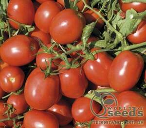 Томат «Дельфо» F1 5000 семена Нунемс (Nunhems) Томат «Дельфо» F1 5000 семена Нунемс (Nunhems)