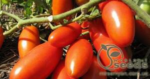 Томат «Тейлор» F1 5000 семена Нунемс (Nunhems)