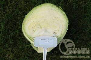 Капуста білокачанна 