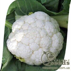 Капуста цвітна, 