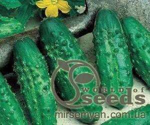 Огірок «Левіна» F1 1000 насінин, Семініс, (Seminis)