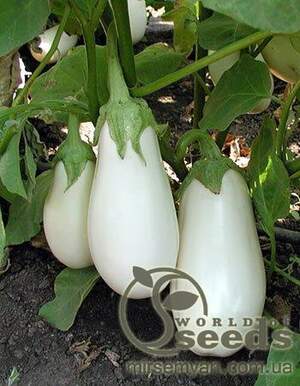 Баклажан Бібо F1, 1000 насінин, (Seminis)