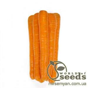 Морква Морква