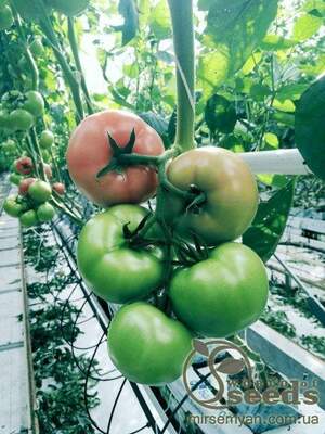 Томат індет. «Мей Шуай» F1 1000 насінин, Семініс, (Seminis) Томат індет. «Мей Шуай» F1 1000 насінин, Семініс, (Seminis)