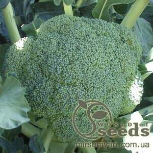 Капуста Брокколі 