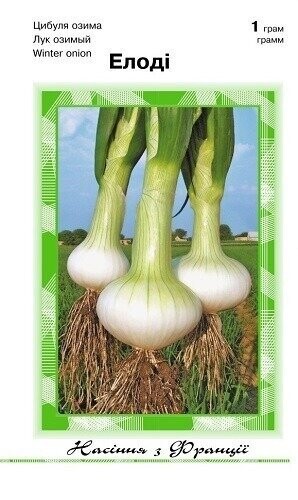 Цибуля озима Елоді - 1 грам А (Clause Tezier)
