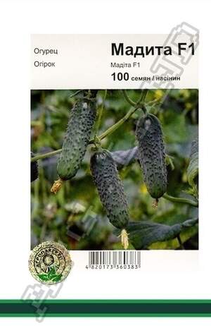 Огірок Мадіта F1 - 100 насінин А (Seminis)