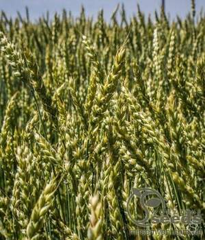 Пшениця яра 