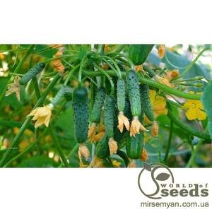 Огірок Тумі F1 Tumi F1 - 500 насінин (Enza Zaden)